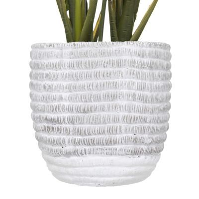 Planta Crinul Pacii in ghiveci 54 cm inaltime 185473