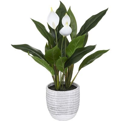 Planta Crinul Pacii in ghiveci 54 cm inaltime 185473