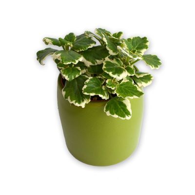 Planta impotriva tantarilor