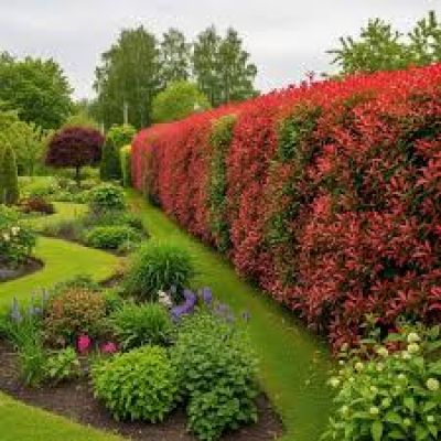 Plante de exterior
