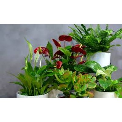 Plante de interior