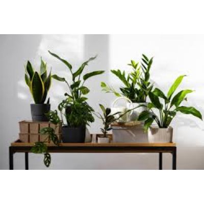 Plante