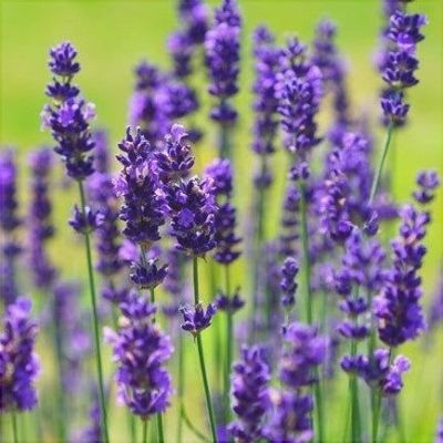 Plic seminte flori lavanda officinalis 3 gr 417F9122 Plic seminte flori lavanda officinalis 3 gr 417F9122