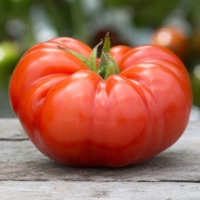 PLic tomate beefmaster f1 PLic tomate beefmaster f1