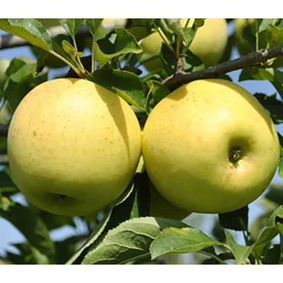 Măr Golden Delicious, Rădăcină ambalată
