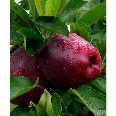 Măr Starkrimson (Bot de iepure), Rădăcină ambalată