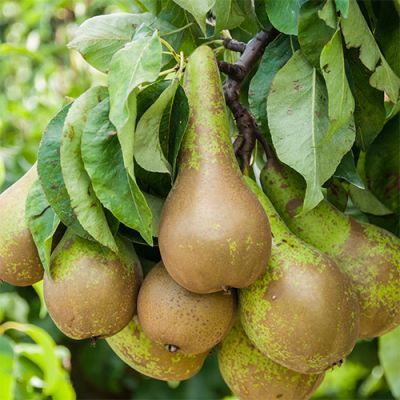 Păr Conference, Rădăcină ambalată
