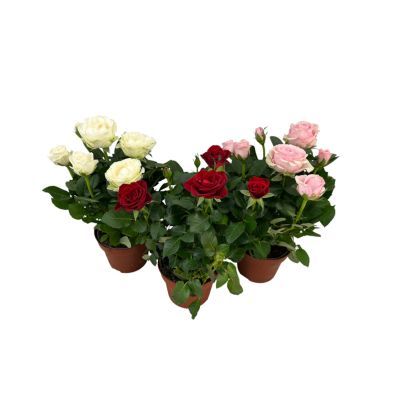 Rosa mix P12 H30