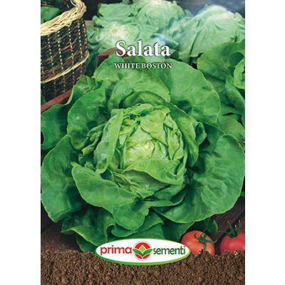 Seminte salata White Boston