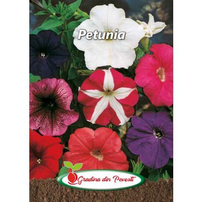 Plic GP PETUNIA 449f9104
