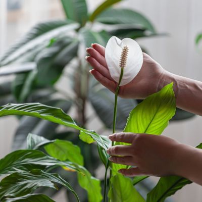 Spathiphyllum P14 H50