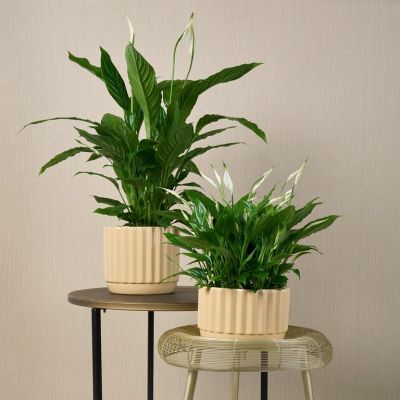 Spathiphyllum P14 H50 Spathiphyllum P14 H50