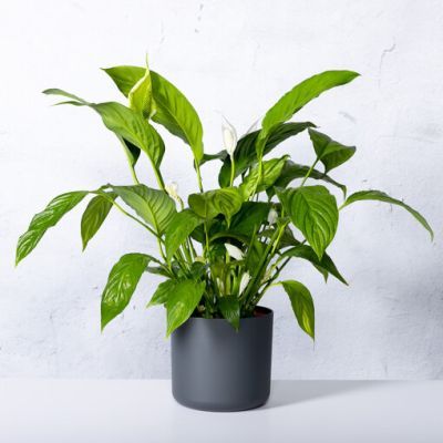 Spathiphyllum P14 H50 Spathiphyllum P14 H50