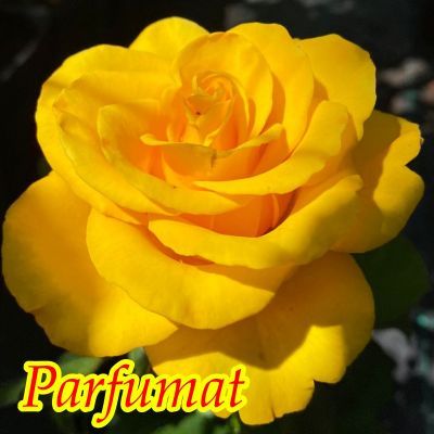 Trandafir Mabella, rădăcină ambalată