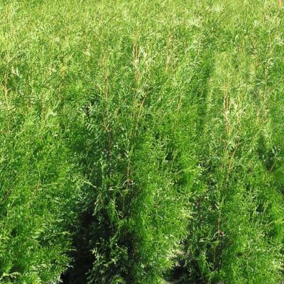 Tuia brabant 80-100 (Thuja occidentalis Brabant)