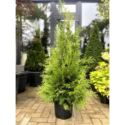 Tuia brabant 80-100 (Thuja occidentalis Brabant)