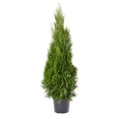 Tuia Smaragd 60-80 (Thuja occidentalis Smaragd)