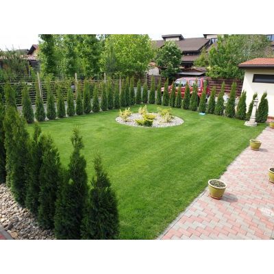 Tuia Smaragd 60-80 (Thuja occidentalis Smaragd)