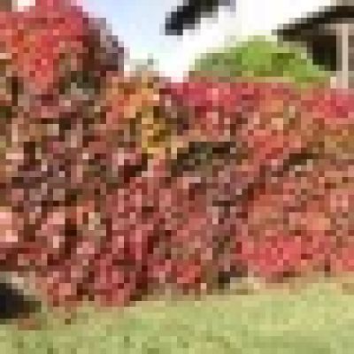 Vita salbatica canadiana 60-80 (Parthenocissus Quinquefolia)