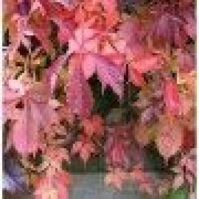 Vita salbatica canadiana 60-80 (Parthenocissus Quinquefolia)