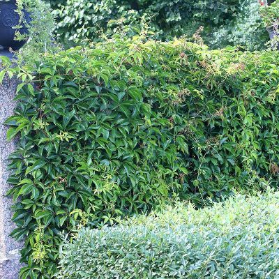 Vita salbatica canadiana 60-80 (Parthenocissus Quinquefolia)