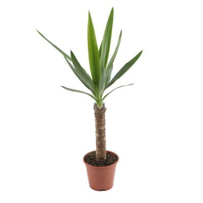 Yucca 1 tak P11 H60