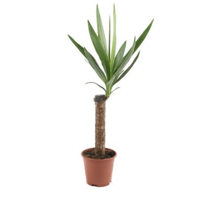 Yucca 1 tak P11 H60 Yucca 1 tak P11 H60
