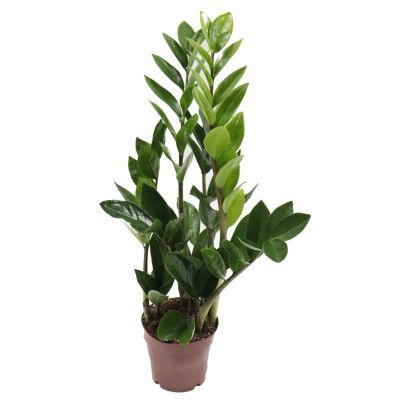 Zamioculcas P12 H45