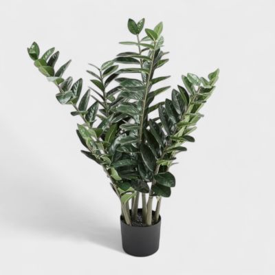Zamioculcas P12 H45 Zamioculcas P12 H45