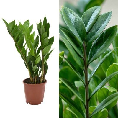 Zamioculcas P12 H45 Zamioculcas P12 H45