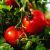 AGR Tomate Buzau 47 83177808