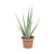 Aloe Vera P12 H30