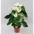 Anthurium Alb P14 H60