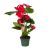 Anthurium Rosu P12 H40