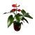Anthurium Rosu P14 H65