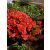 Arbust Decorativ 30-40 Rhododendron Jap Geisha Orange