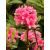 Arbust Decorativ 30-40 Rhododendron Jap Silvester Azalea