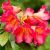Arbust Decorativ 40-60 Rhododendron Scyphocalyx