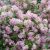 Arbust Ornamental 40-60 Deutzia Hybrida Mont Rose