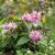 Arbust Ornamental 40-60 Deutzia Hybrida Tourbillon Rouge
