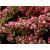 Arbust Ornamental 40-60 Weigela Styriaca