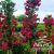 Arbust Ornamental 60-80 Weigela Bristol Ruby