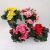 Begonia Mix P13 H30