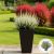Calluna Alba P11 H20