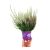 Calluna Bicolor P12 H24