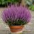 Calluna Mov P9 H15
