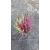Calluna Tricolor P12 H25