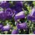 CAMPANULA MOV P510 H20