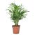 Chamaedorea Elegans P12 H40