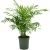 Chamaedorea Elegans P17 H60